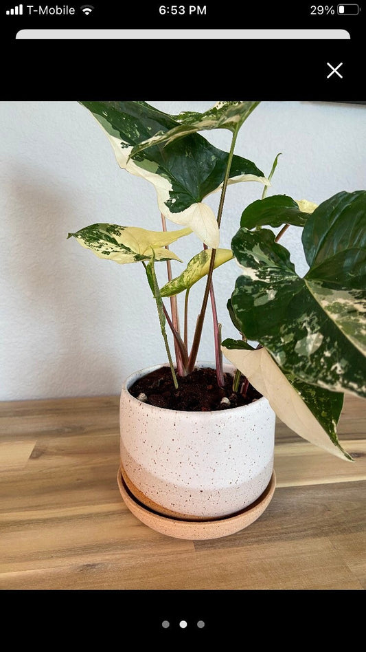 Custom Order for Emily