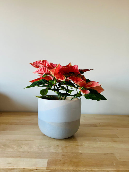 sample sale- ocean blue planter- cache pot- handmade ceramics