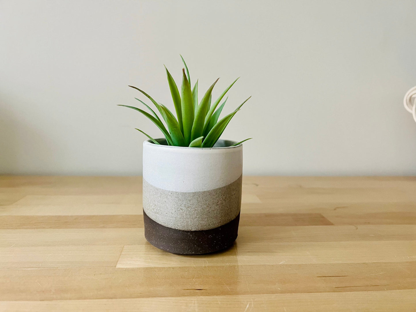 sample sale. Cylinder Succulent pot with saucer. 3". chocolate and White. Ceramic