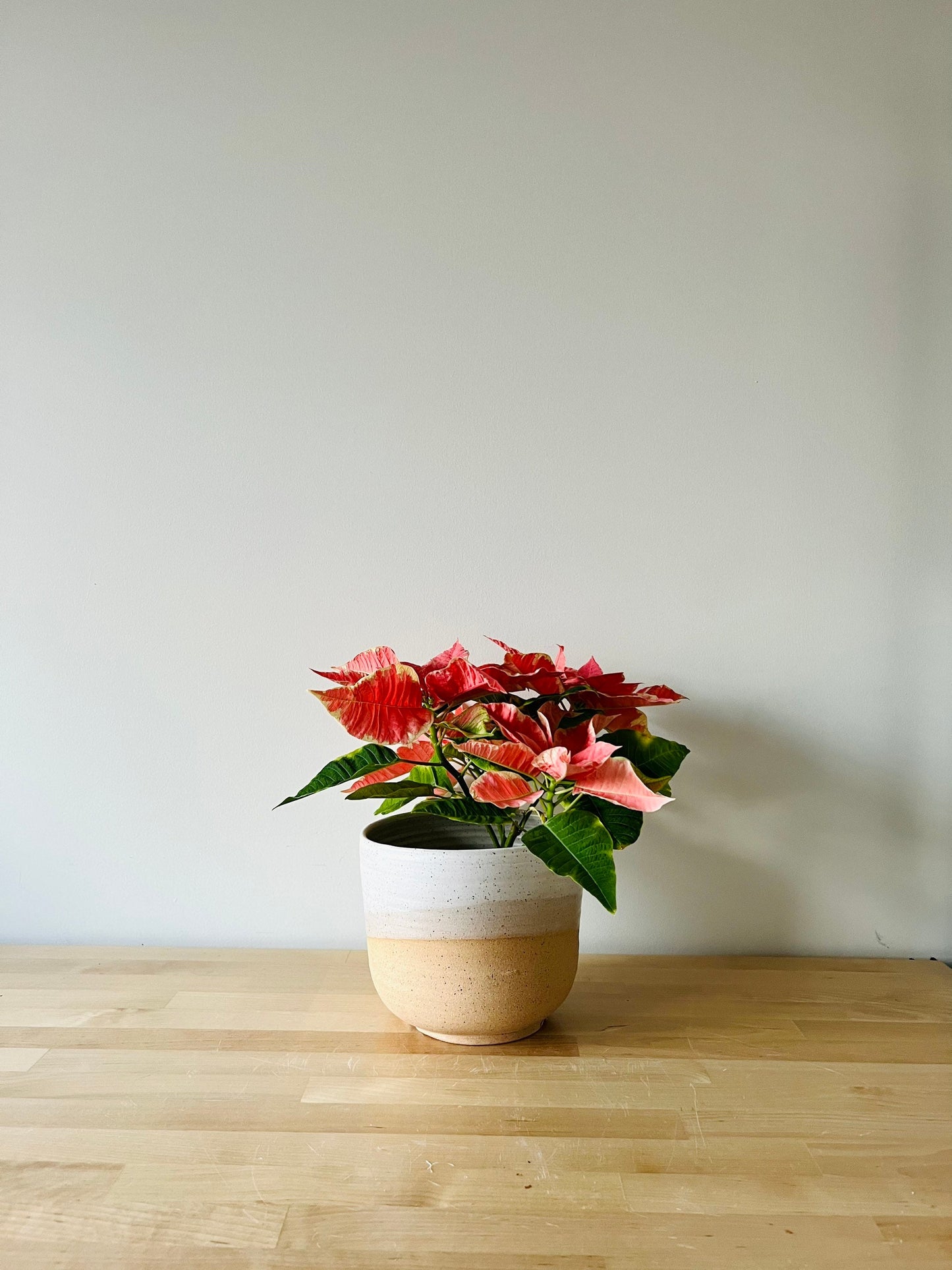 SECONDS- Round Bottom planter with drainhole.6" pot. white. ceramic handemade